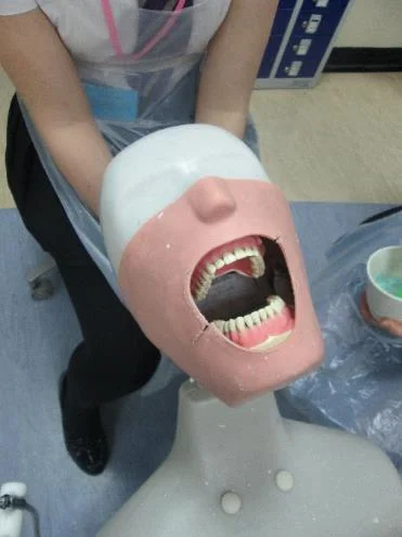 Teeth in the dentistry labs