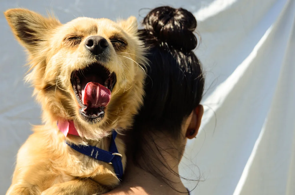 This portrait was part of a volunteer photography project aimed at helping dogs from the South Los Angeles Animal Shelter find homes.