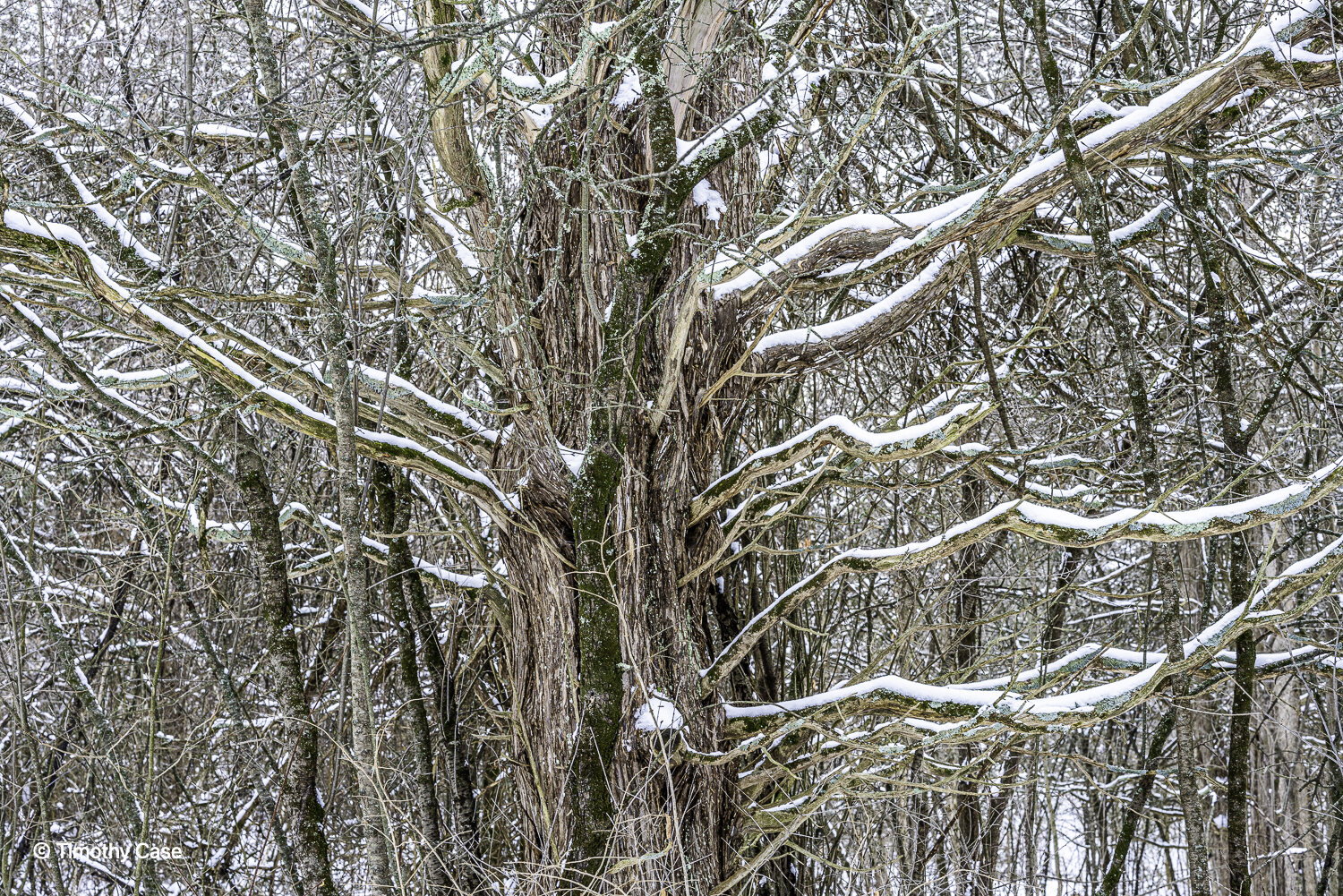 Eastern Red Cedar