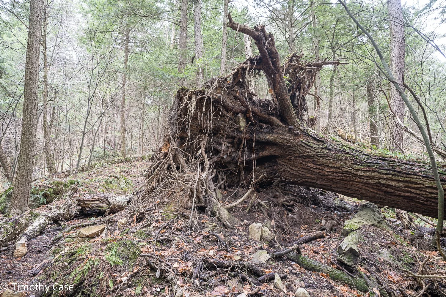 Battell Research Forest, Photo #2