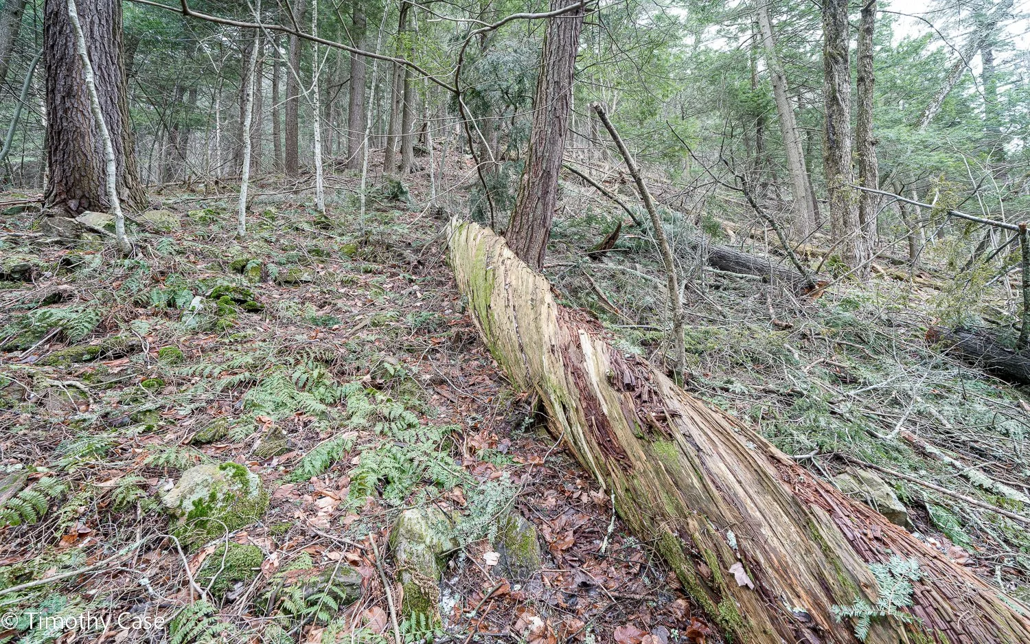 Battell Research Forest, Photo #3