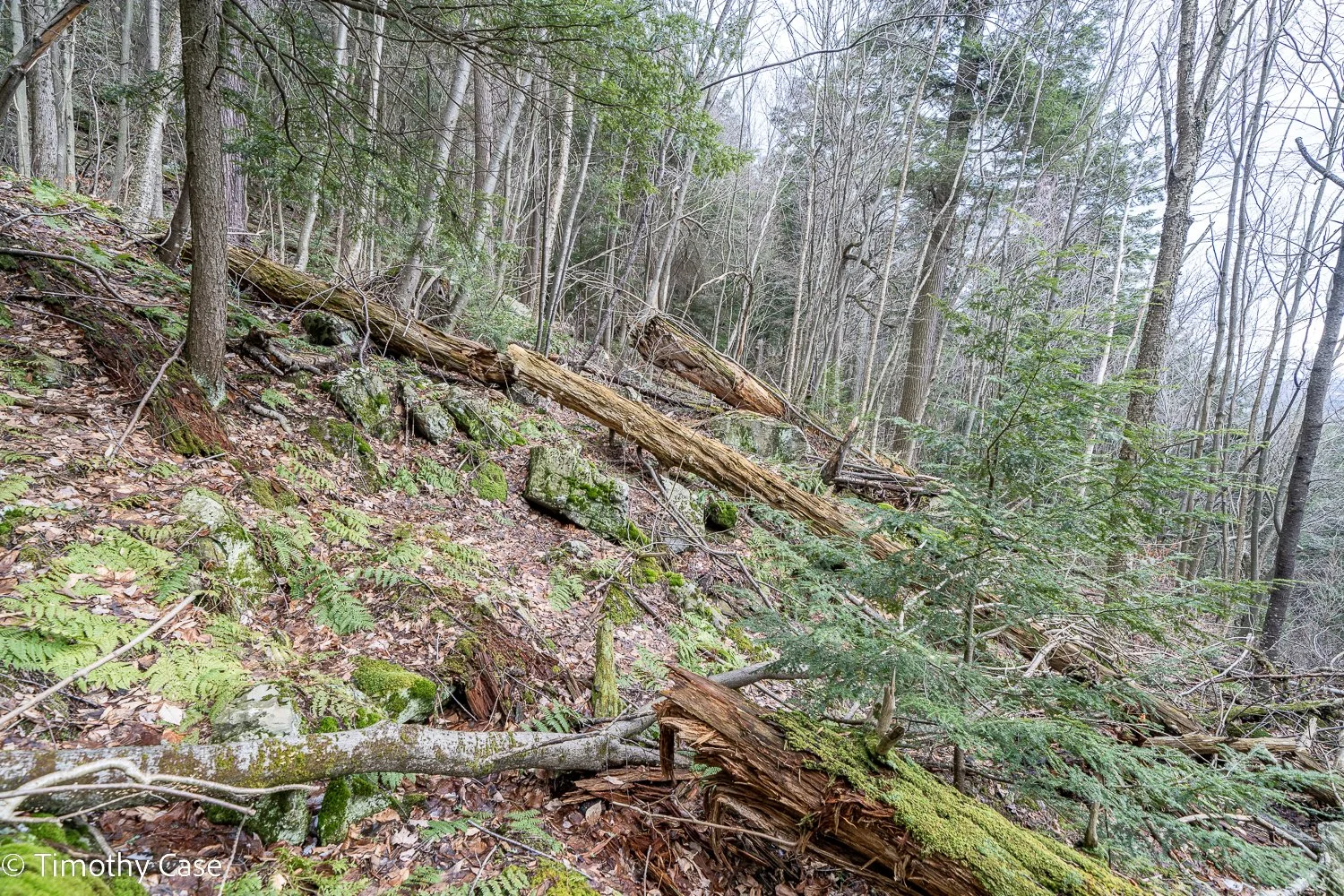 Battell Research Forest, Photo #4