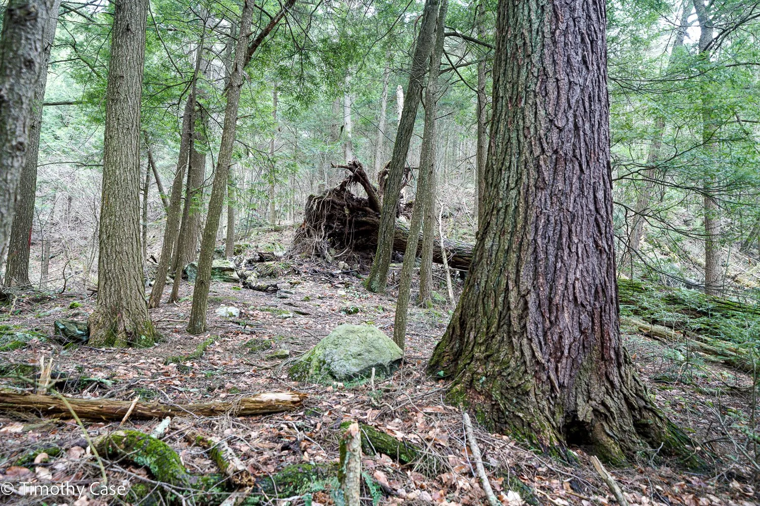 Forest #2, Photo #1