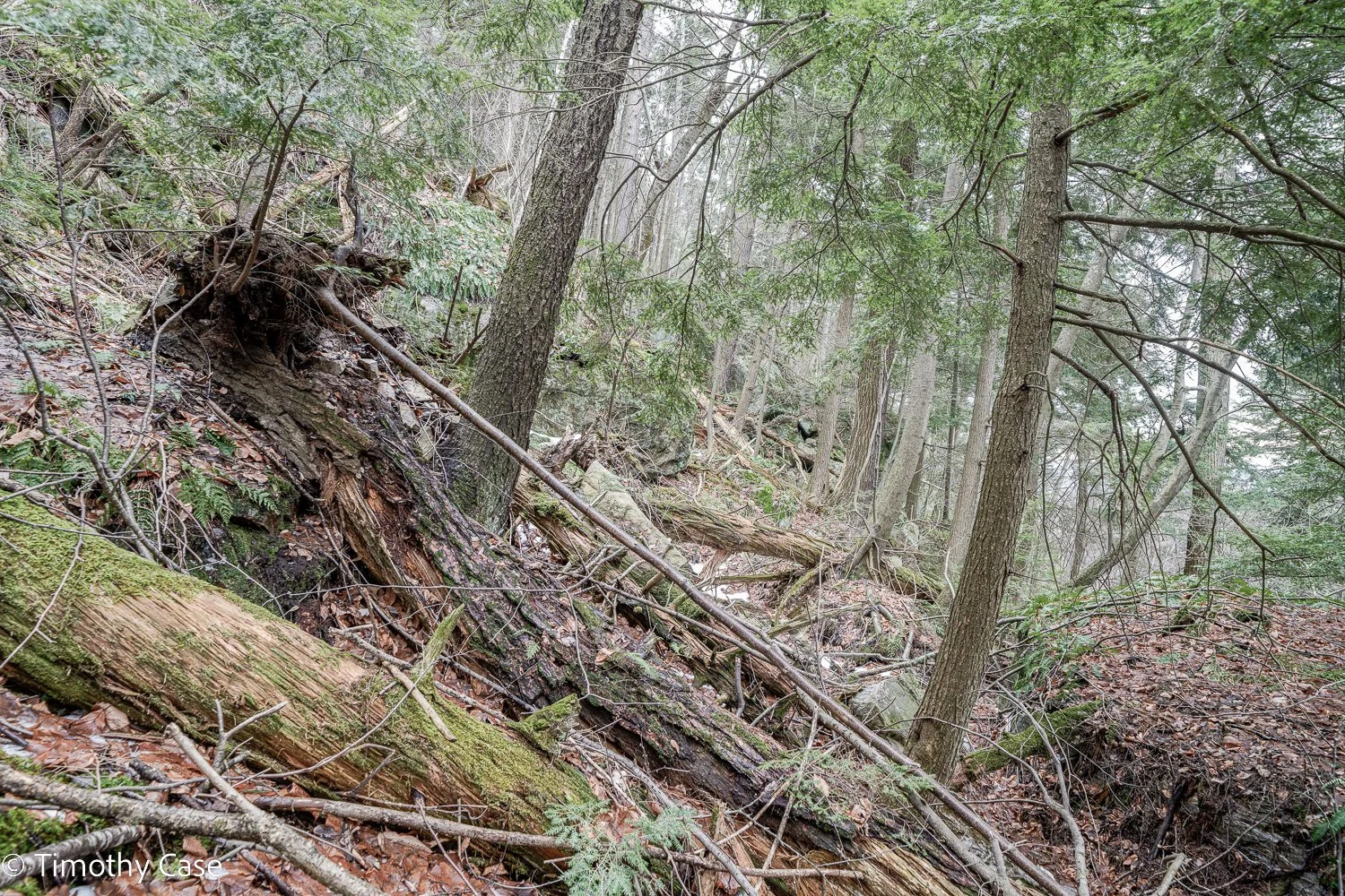Battell Research Forest, Photo #4