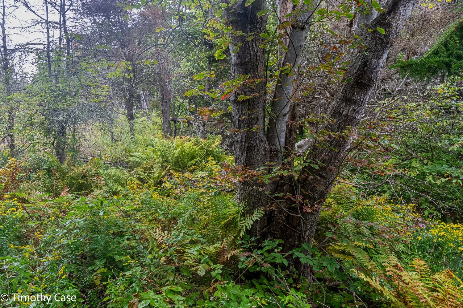 Monhegan Island, Maine September 23. 2025