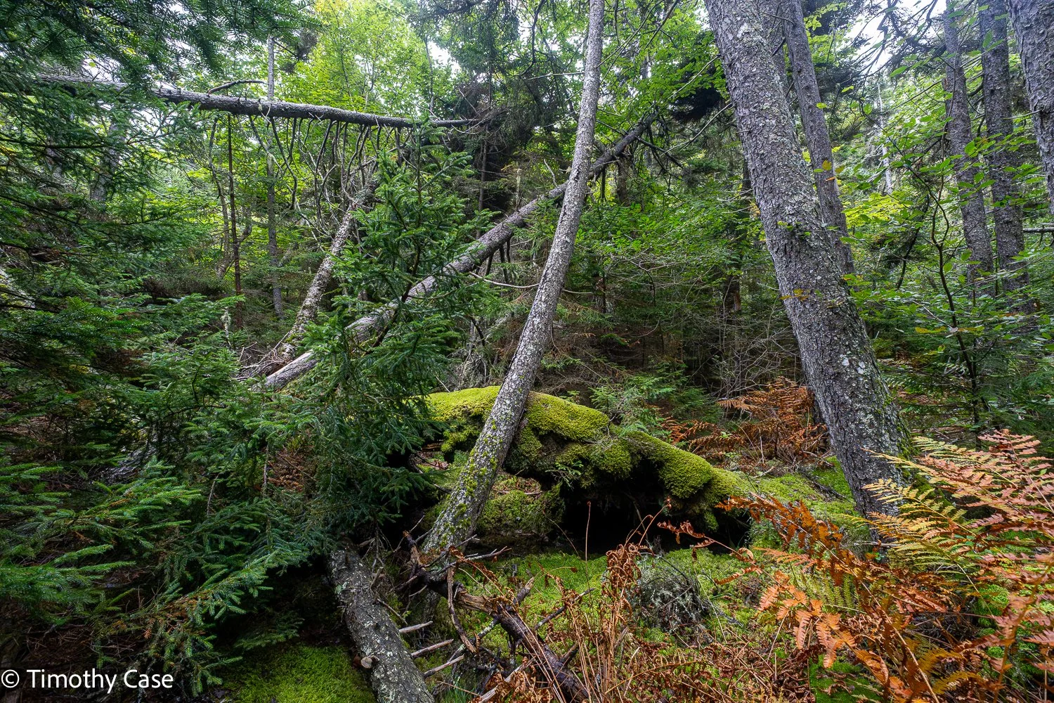 Monhegan Island, Maine September 24. 2025
