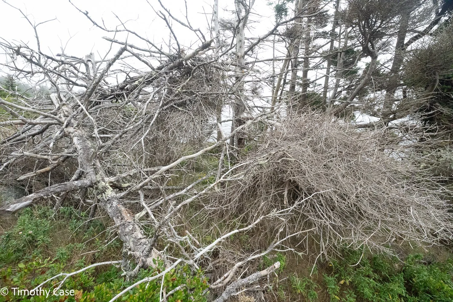 Monhegan Island, Maine September 24. 2025