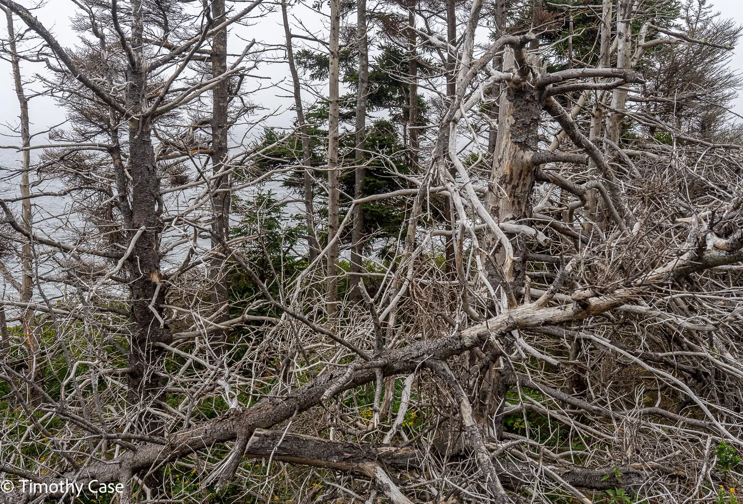 Monhegan Island, Maine September 24. 2025