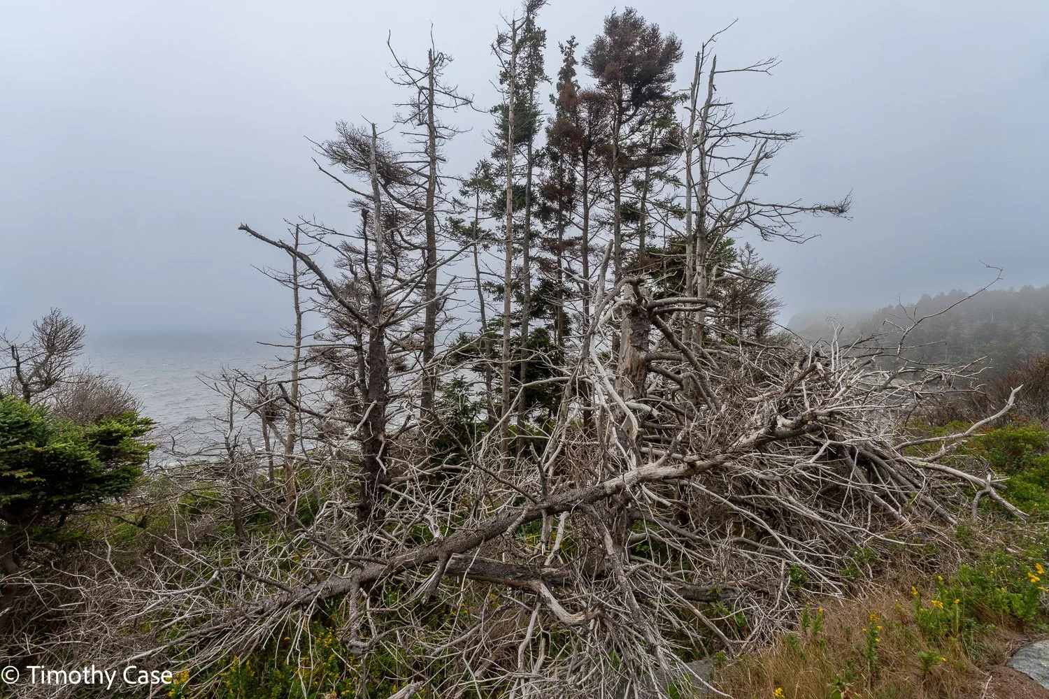 Monhegan Island, Maine September 24. 2025