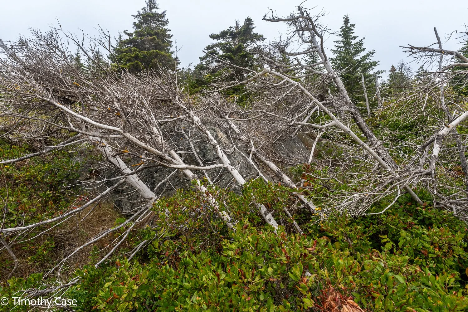 Monhegan Island, Maine September 24. 2025