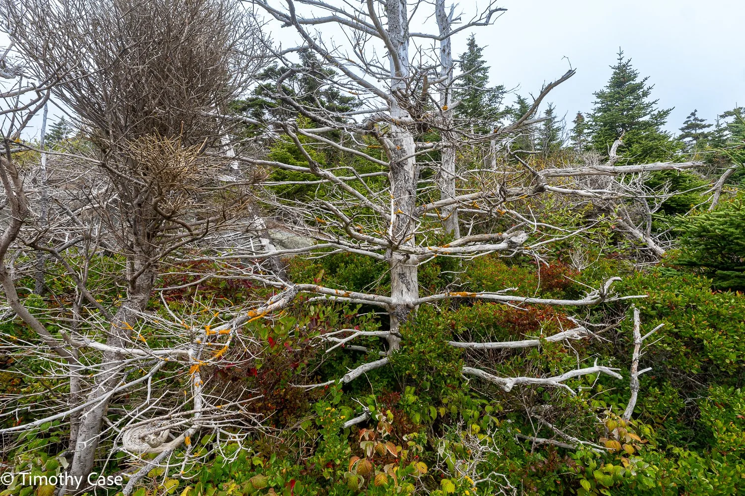 Monhegan Island, Maine September 24. 2025