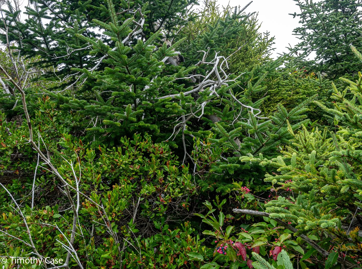 Monhegan Island, Maine September 24. 2025