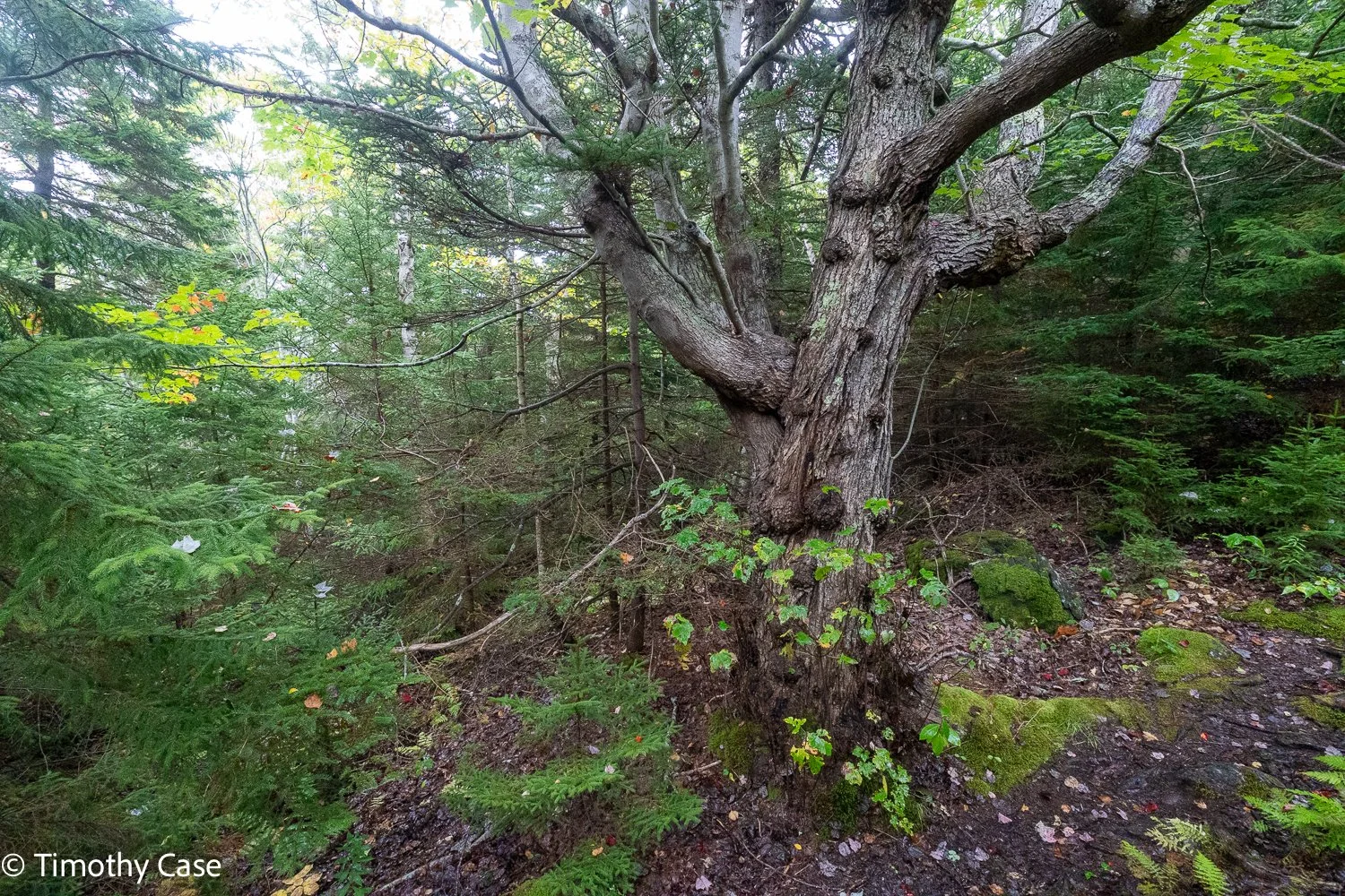 Monhegan Island, Maine September 25. 2025