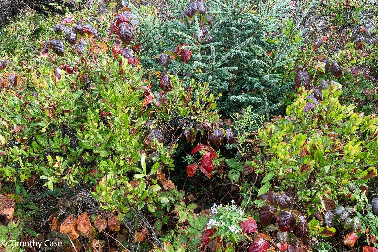Monhegan Island, Maine September 26. 2025