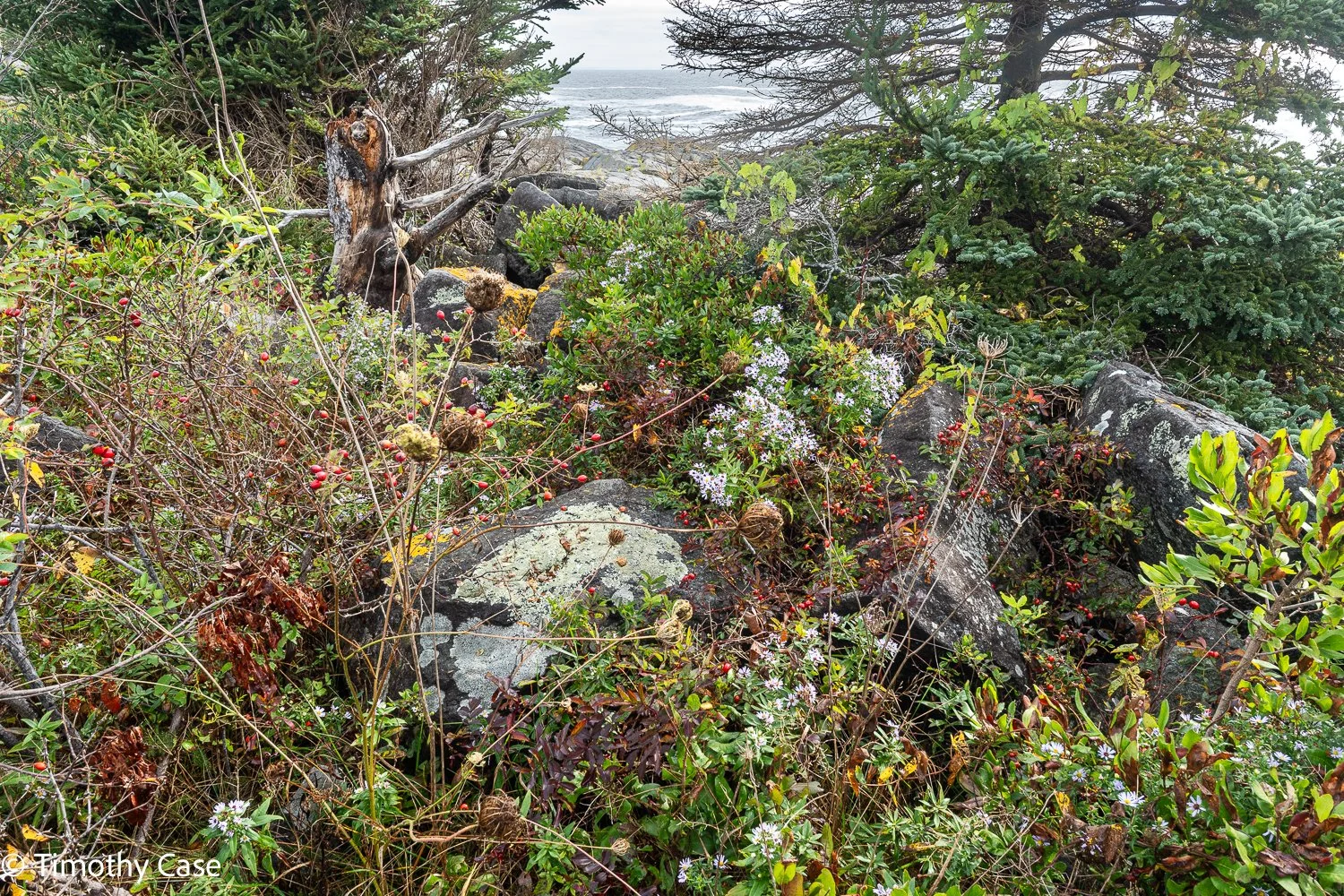 Monhegan Island, Maine September 26. 2025