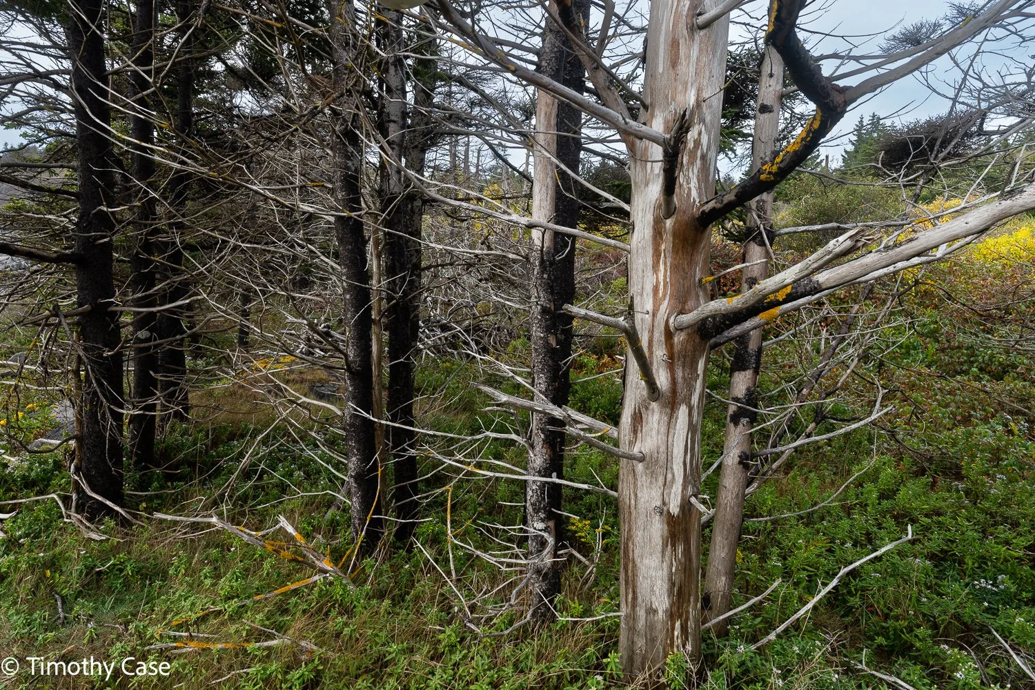 Monhegan Island, Maine September 26. 2025