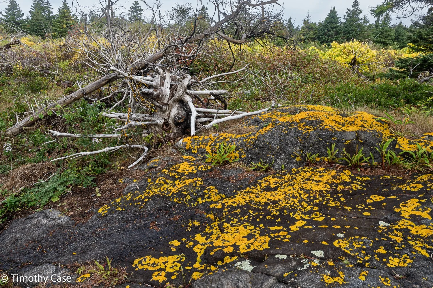 Monhegan Island, Maine September 26. 2025