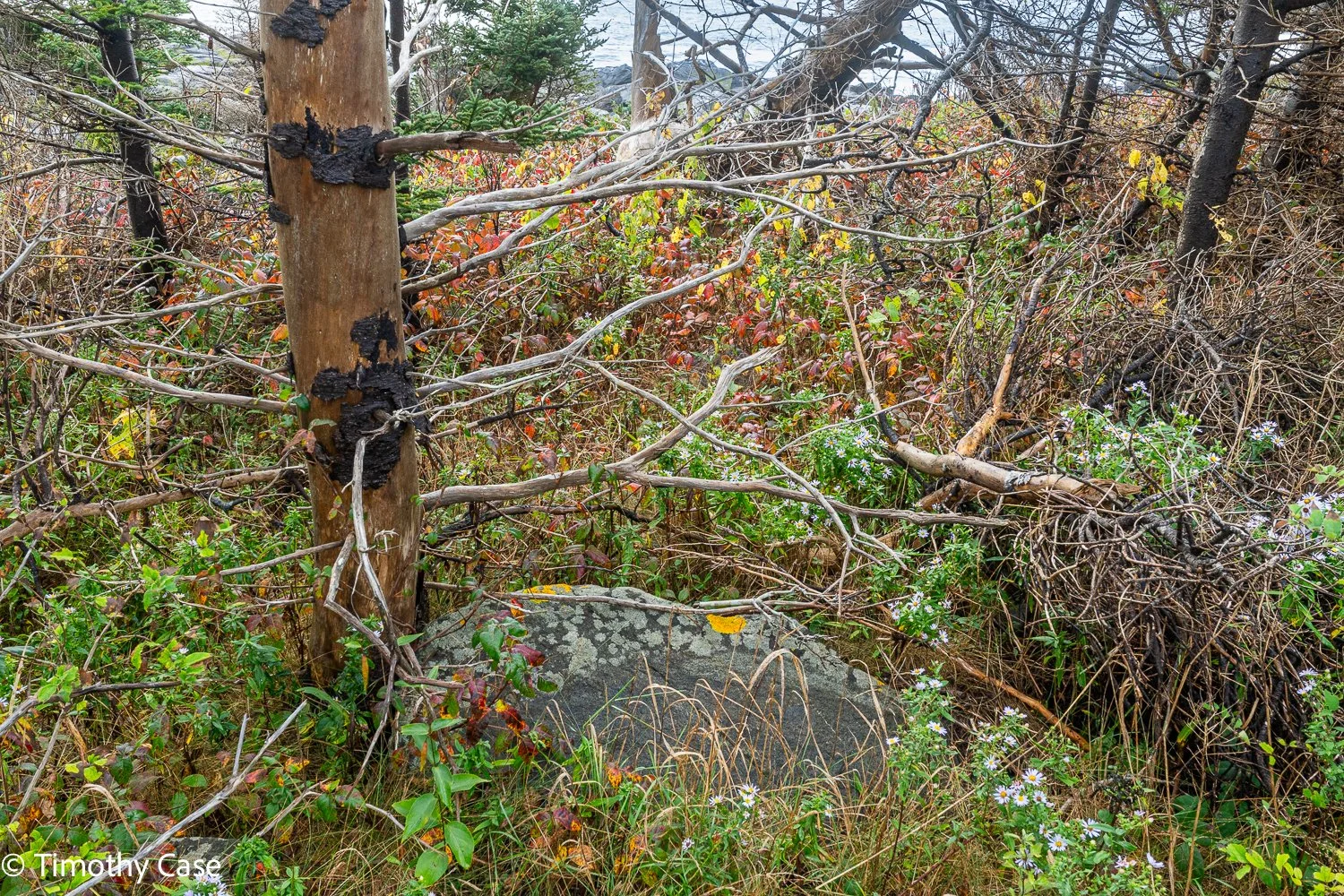 Monhegan Island, Maine September 26. 2025