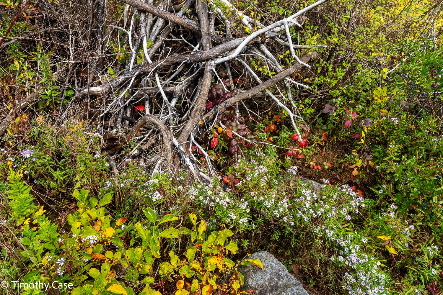 Monhegan Island, Maine September 26. 2025