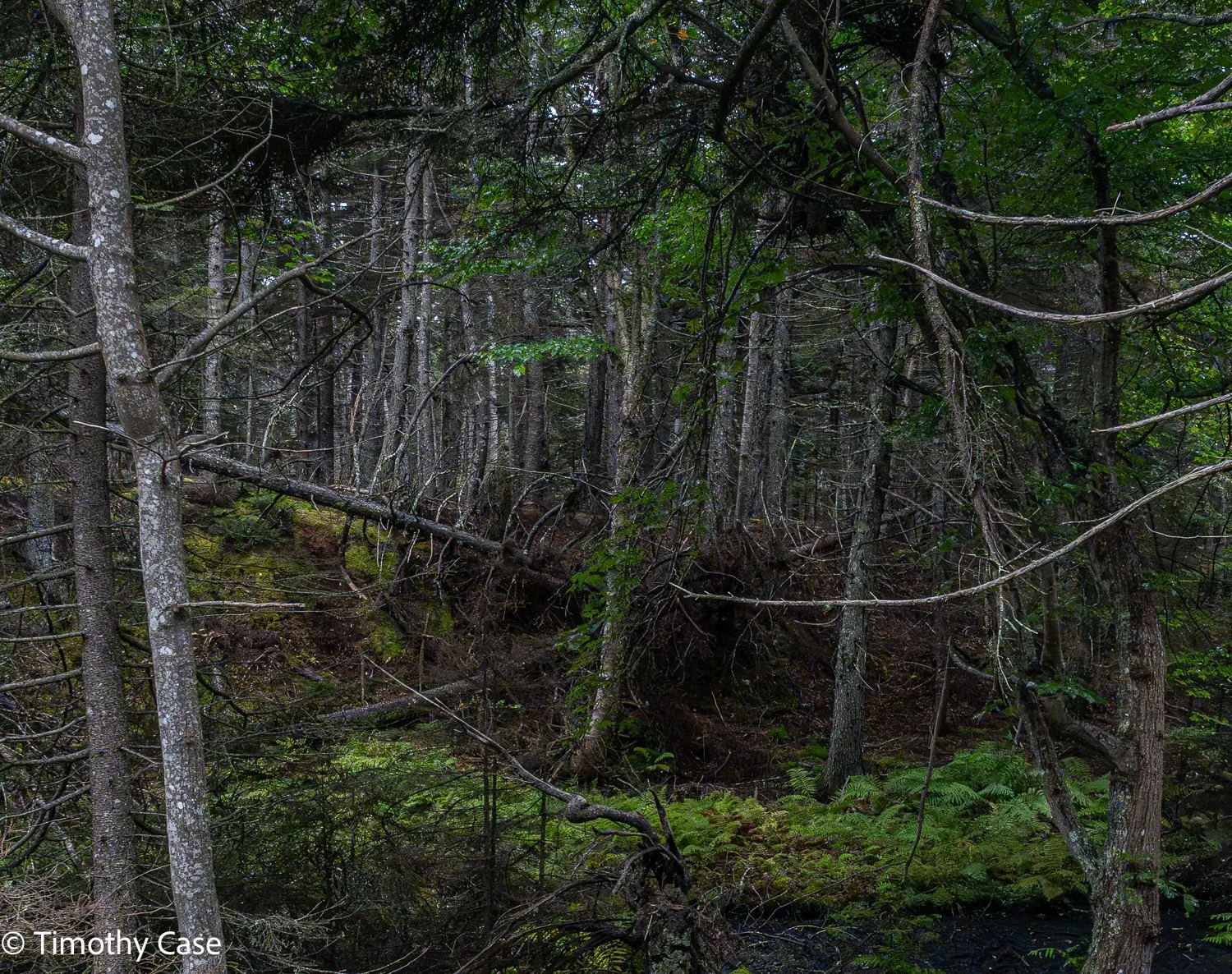 Cathedral Woods Old Growth #11