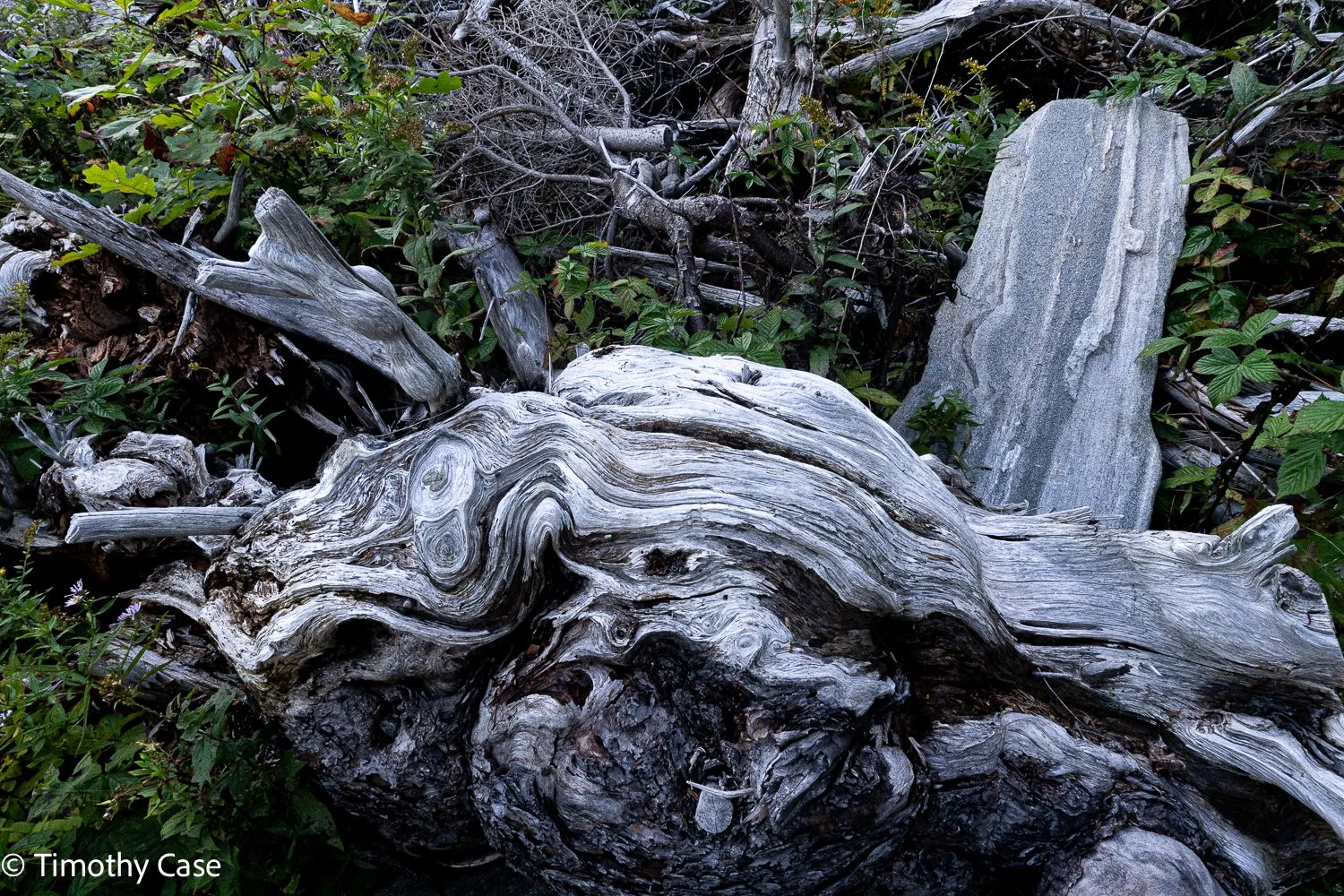 La Perna Weathered Tree #1