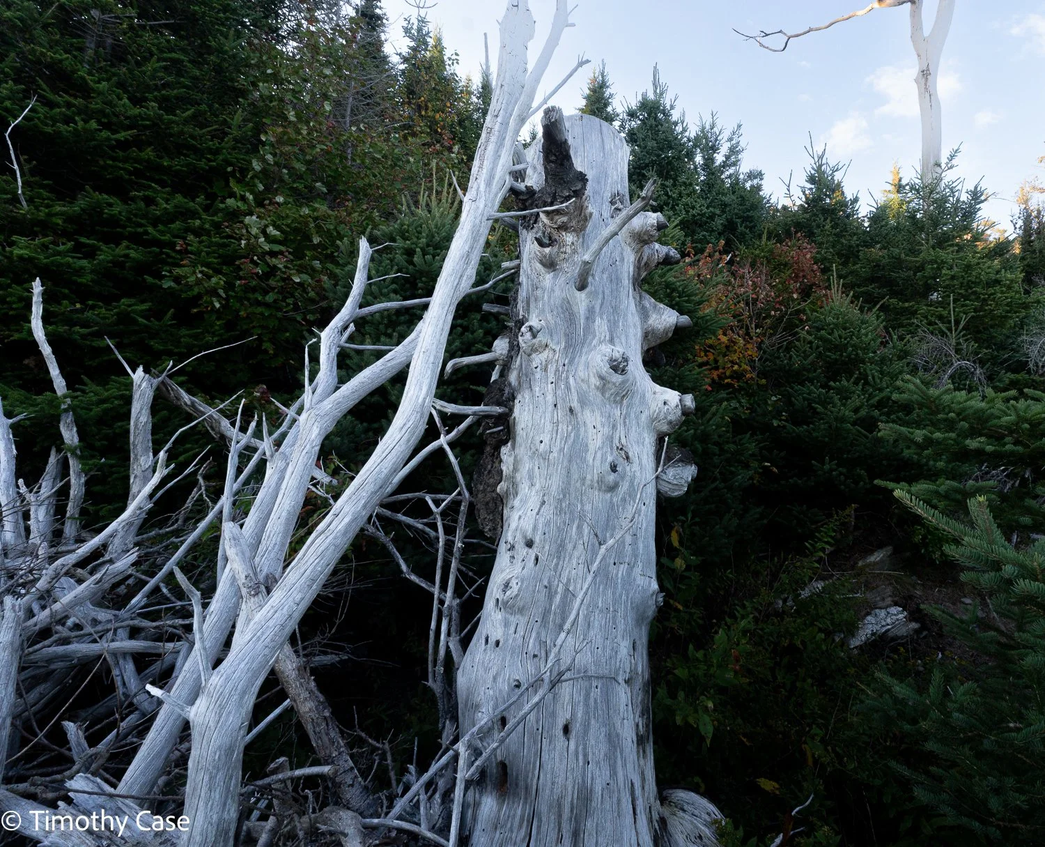 La Verna Weathered Tree #3