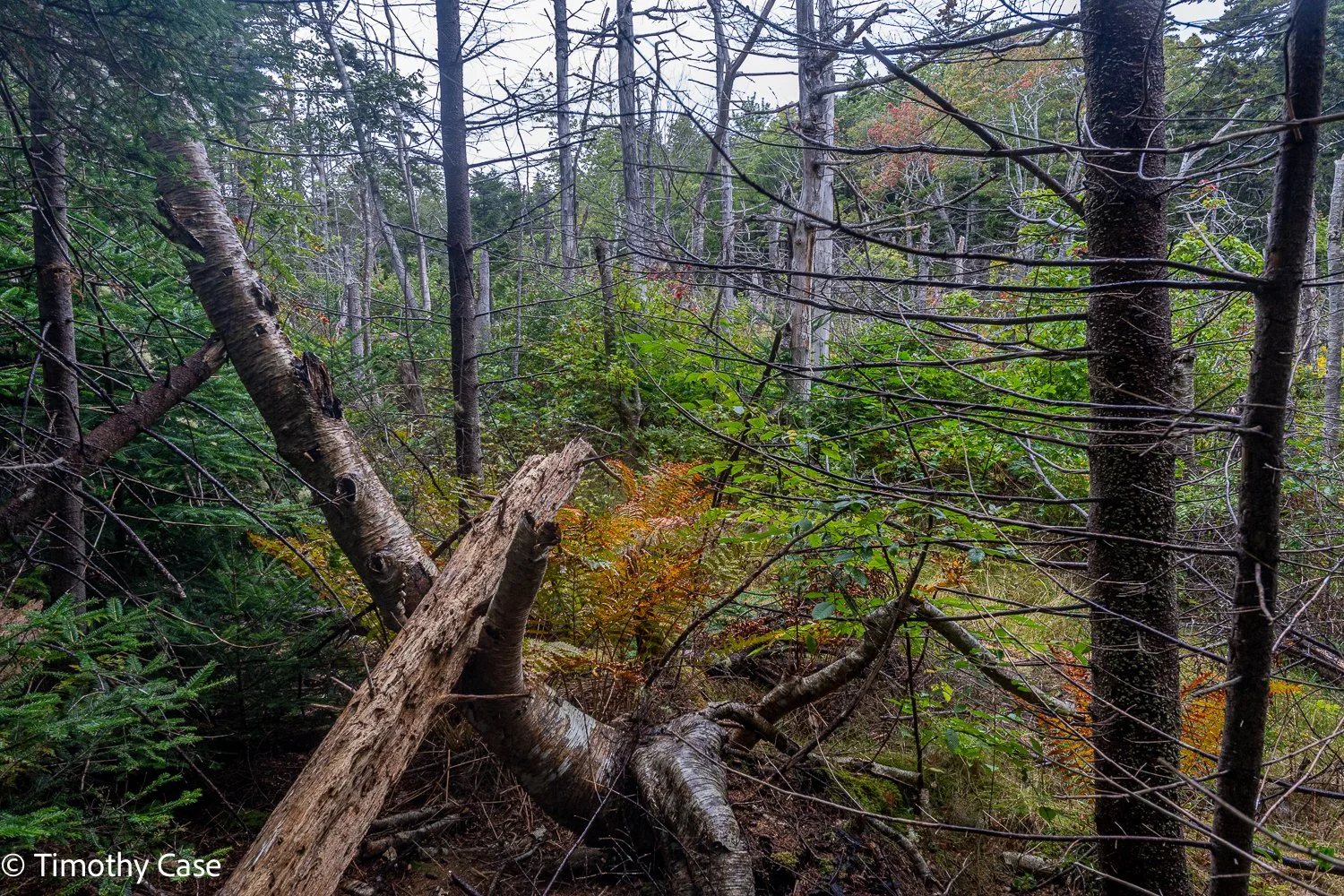 Cathedral Woods Old Growth #12