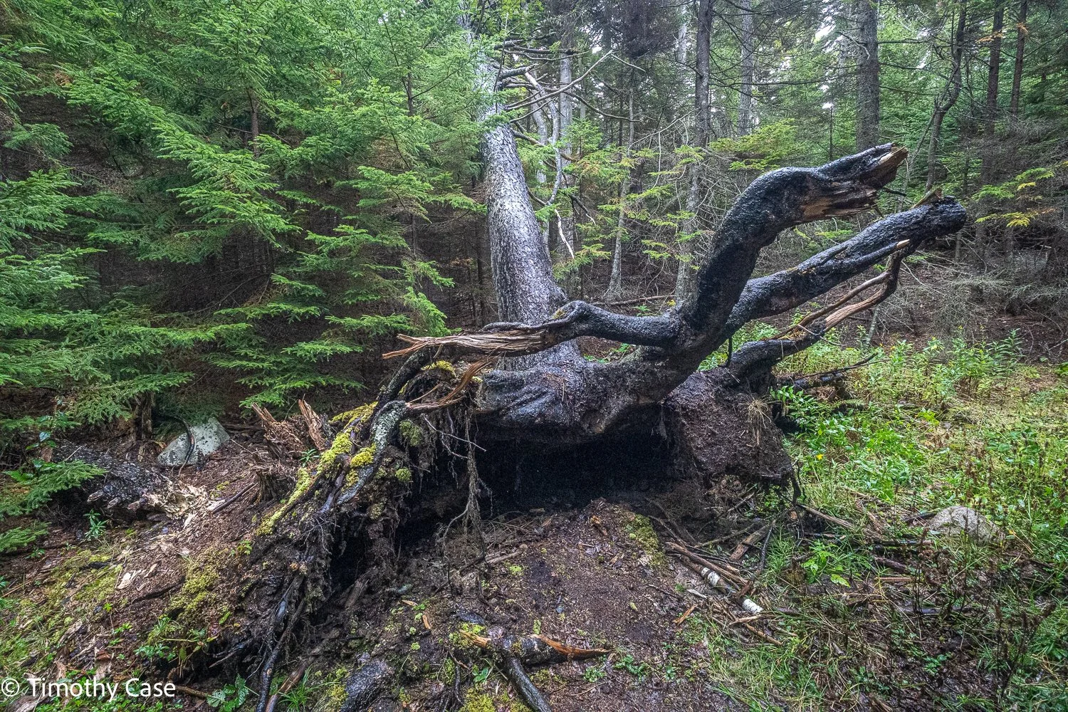 Cathedral Woods Old Growth #9