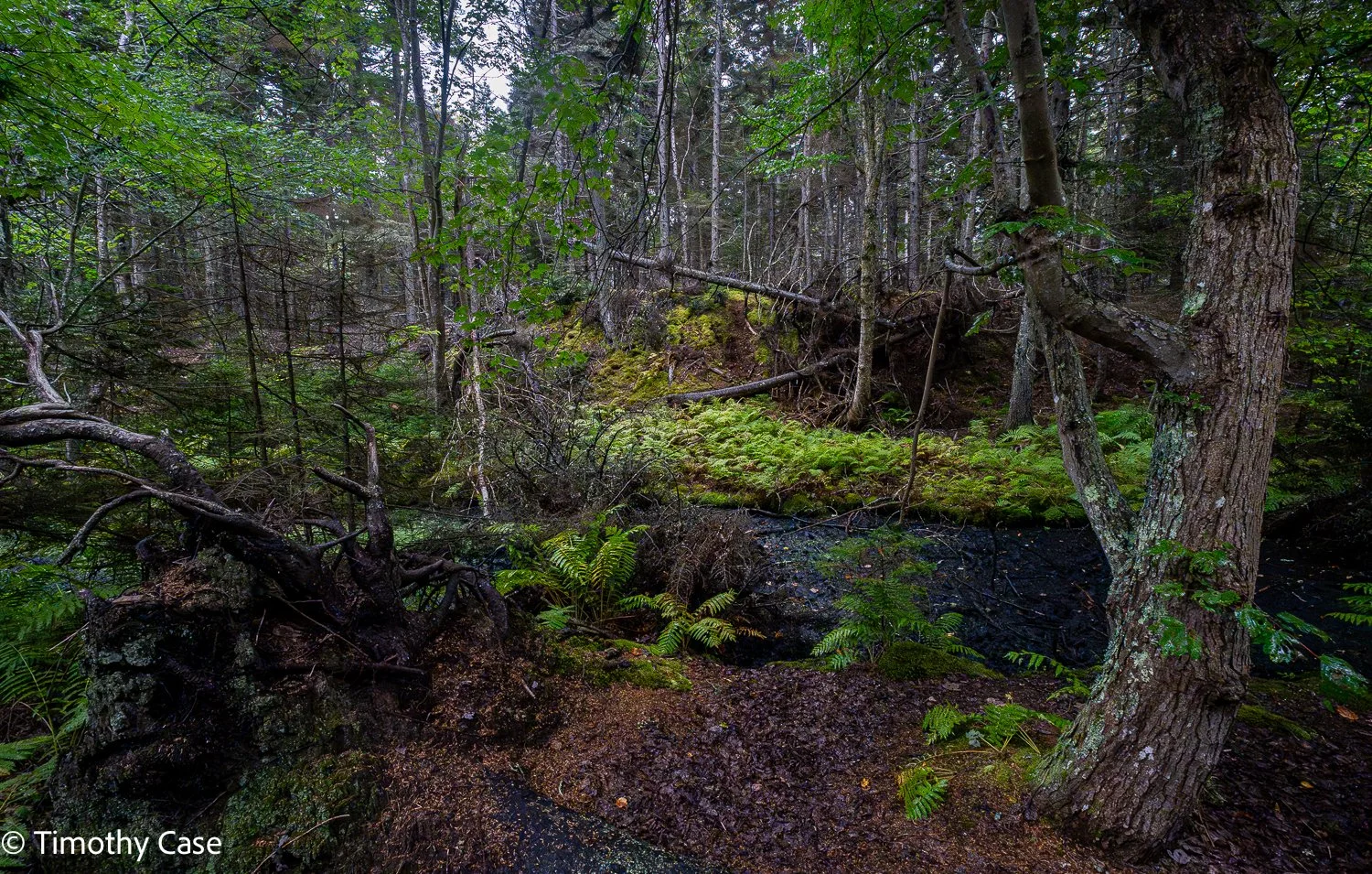 Cathedral Woods Old Growth #4