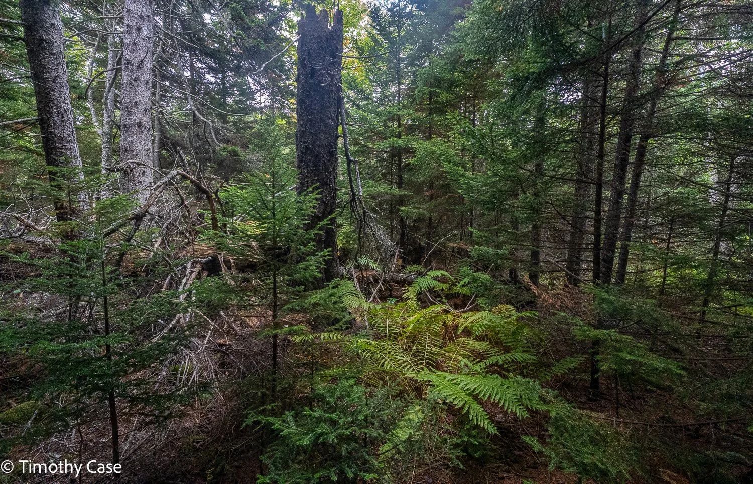 Cathedral Woods Old Growth #3