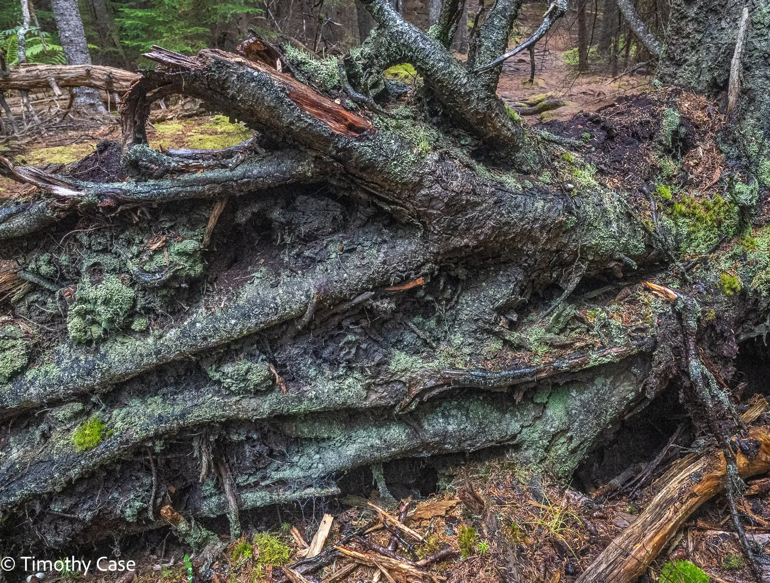 Cathedral Woods Old Growth #10