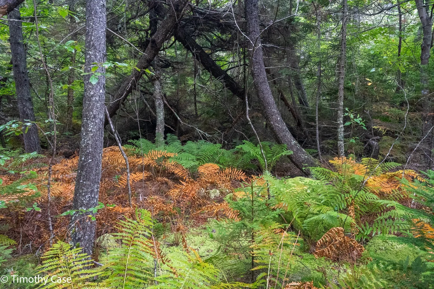 Cathedral Woods Old Growth #13