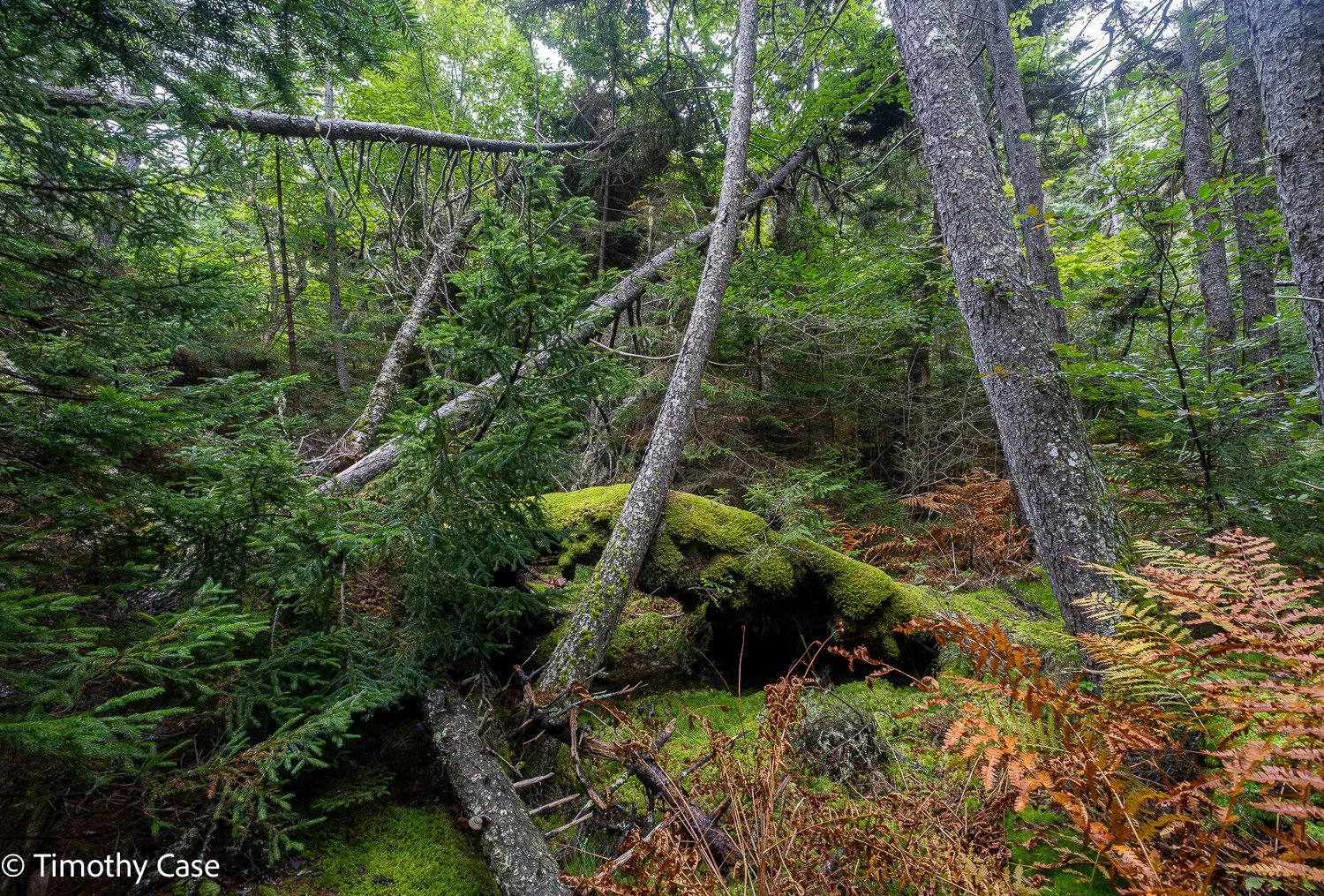 Cathedral Woods Old Growth #2