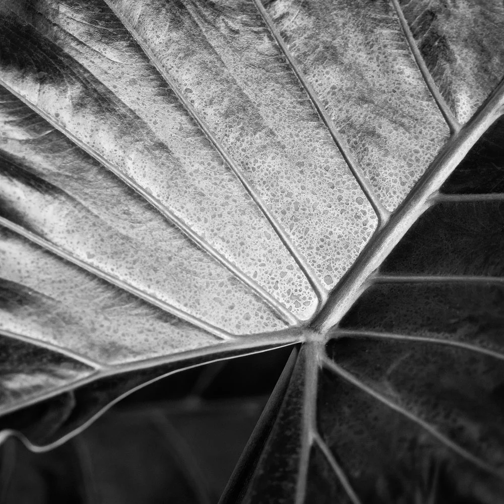 Big Island leaf two