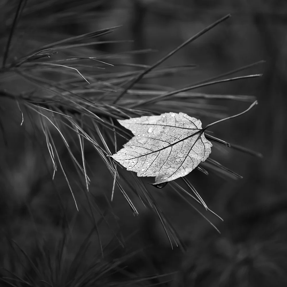 momentary stillness