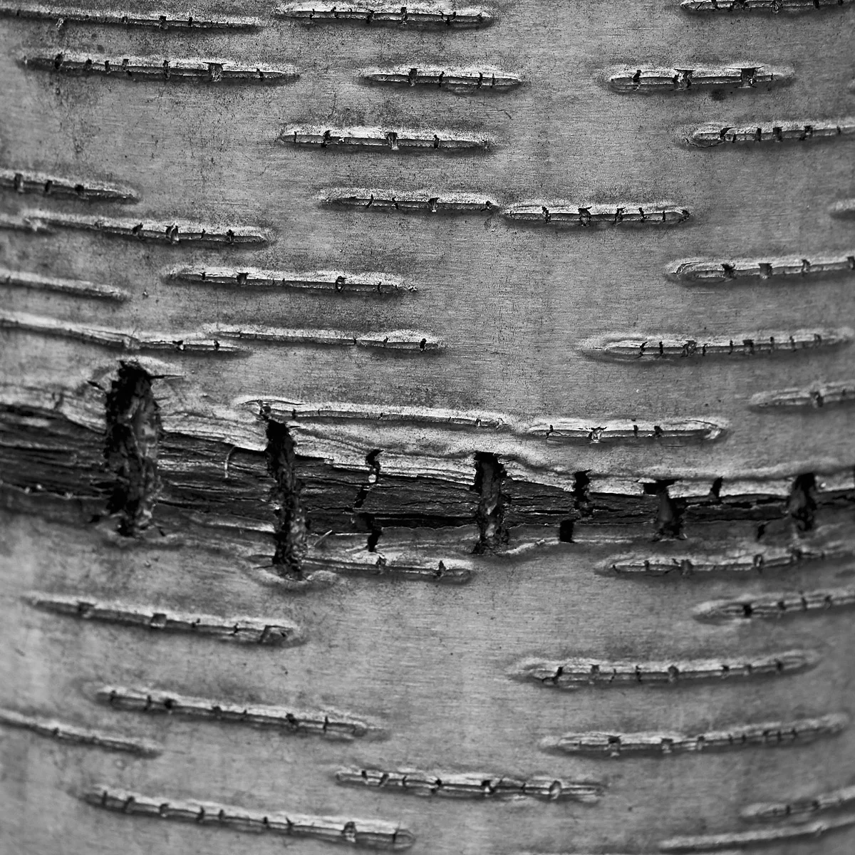 birchmark six