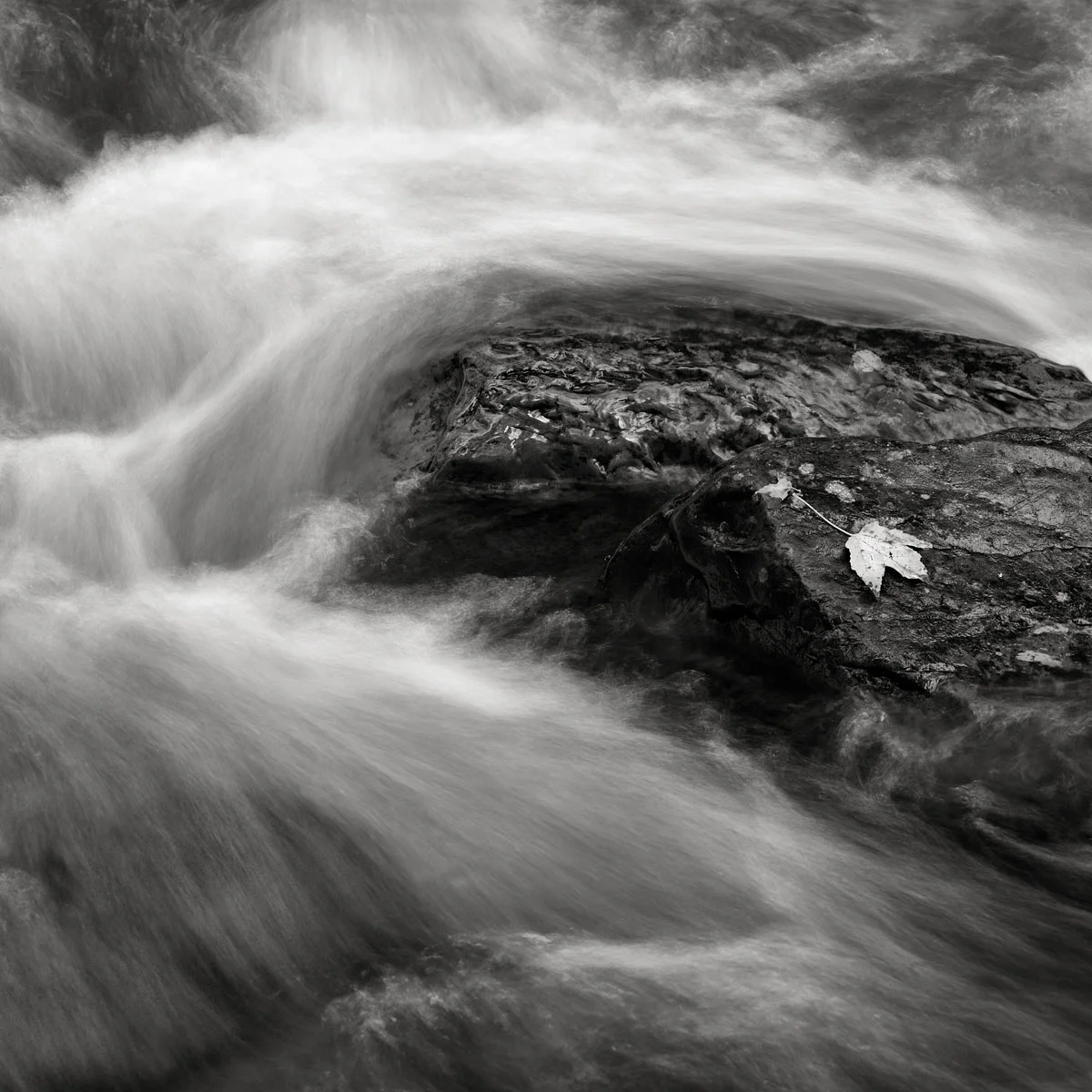 lone leaf, Rainbow Stream