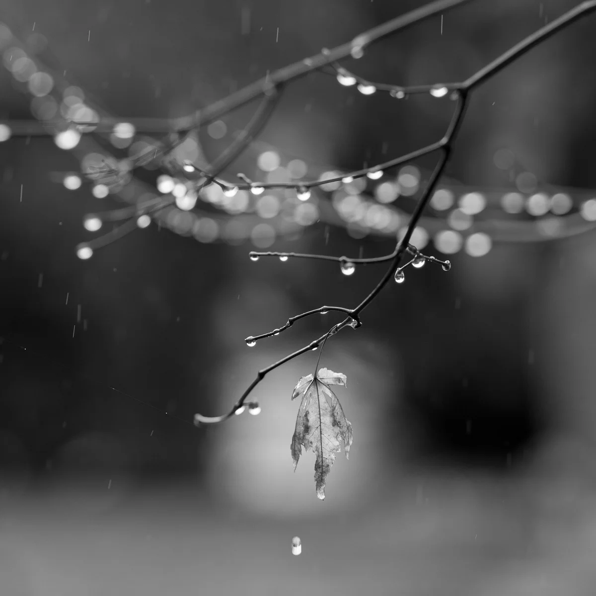 autum rain, front yard