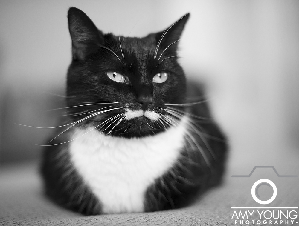 Amy Young Photography : Cats1