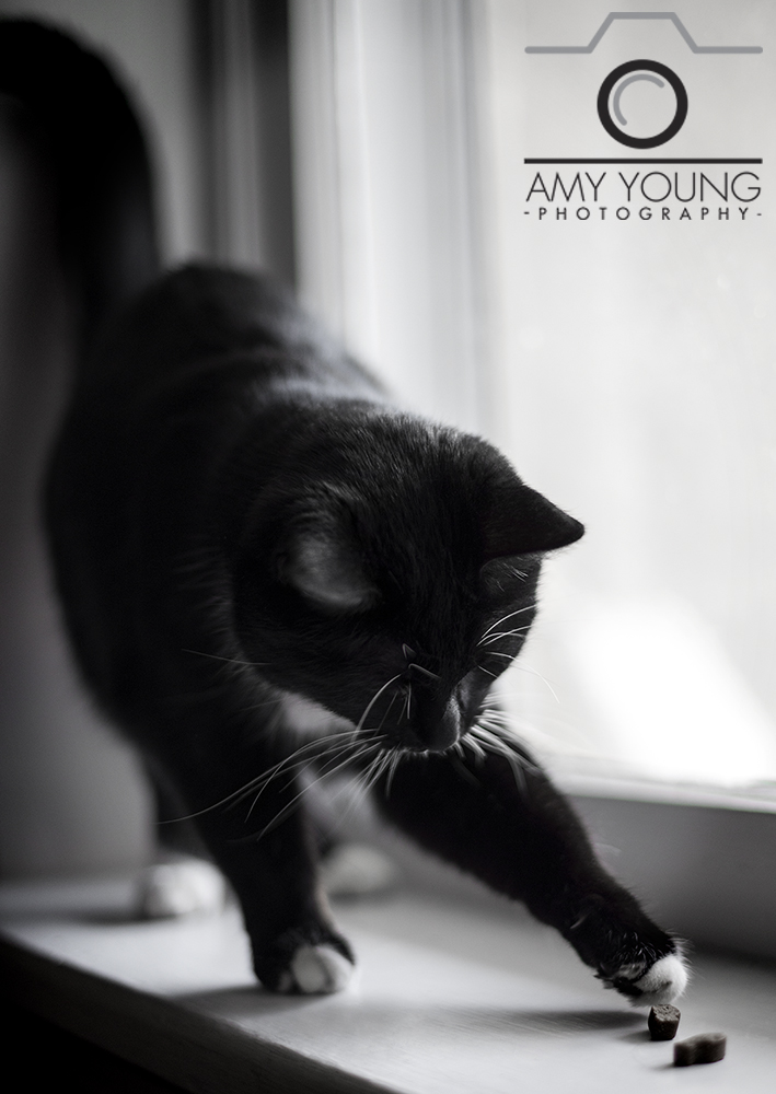 Amy Young Photography: Cats2