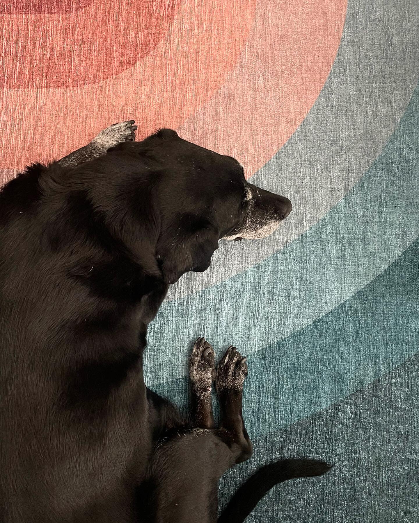 Baxter is very content on his new rug. Another great find at @ruggable for our pup. #dogsofinstagram #ruggable