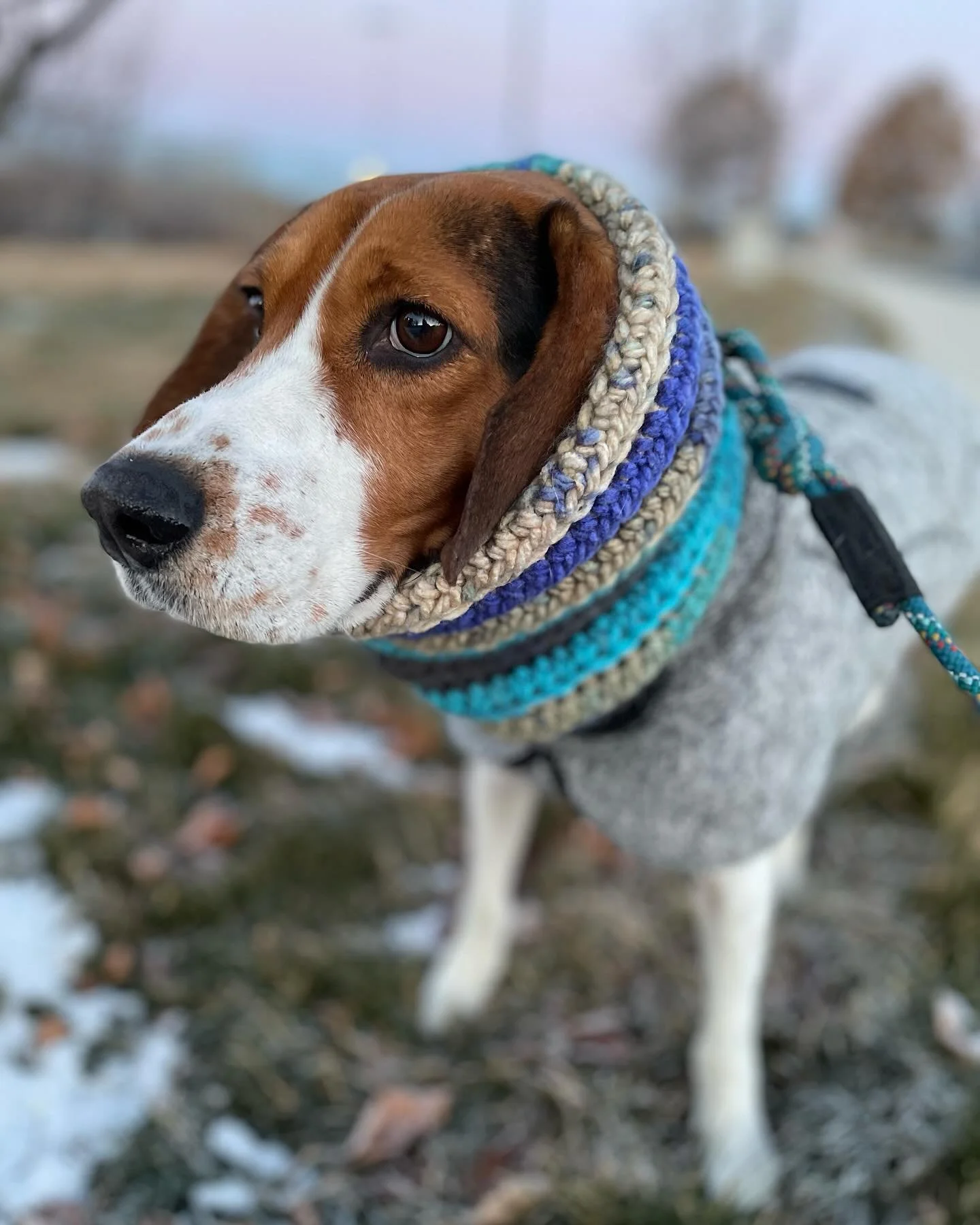 I&rsquo;ve turned into the crazy dog lady that crochets stuff for her dog. In my defense, it is really could out. 😂😂 @notabigbeagle #dogmom #coonhound #houndlife #treeingwalkercoonhound #crochet