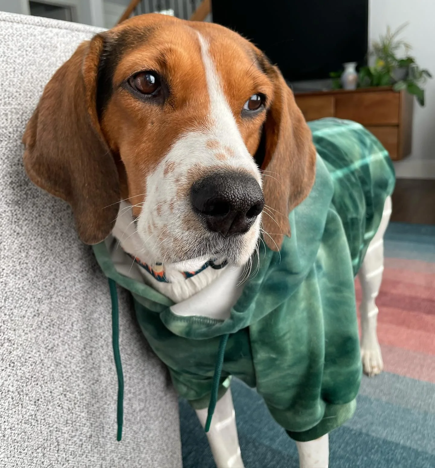 Never thought I&rsquo;d be that person who puts their dog in clothes &hellip; but someone gave me this sweatshirt, and I have to admit Penny looks adorable in it. @notabigbeagle #dogsofinstagram #dogsinclothes #houndlife #treeingwalkercoonhound #coon