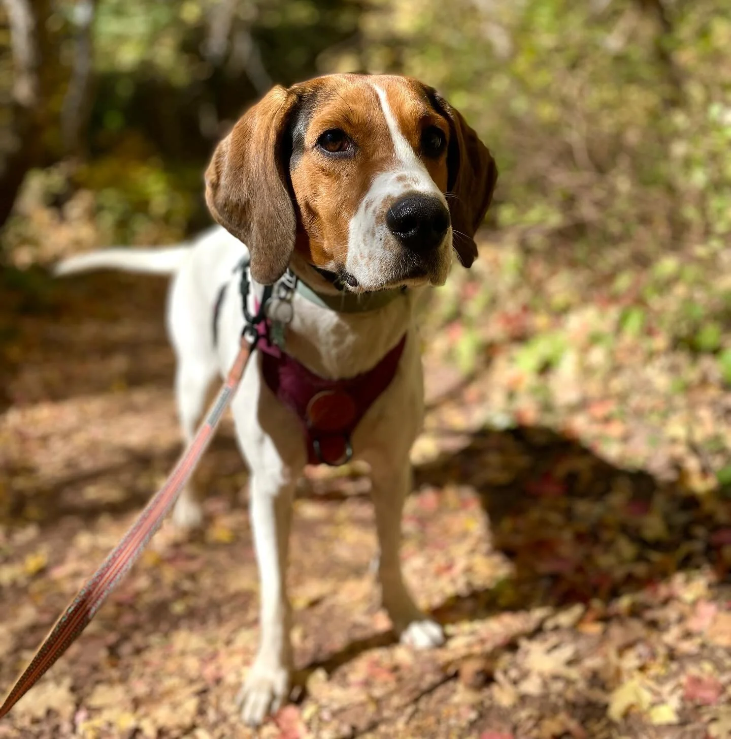 Fall in Millcreek Canyon. @notabigbeagle #millcreekcanyon #treeingwalkercoonhound #hikeutah #hiking #getoutside