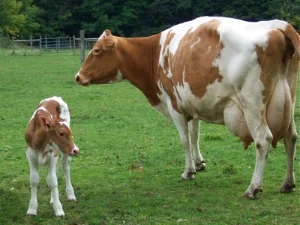 https://bitofearthfarm.wordpress.com/2013/03/21/isabelles-life-gently-raising-dairy-cows/