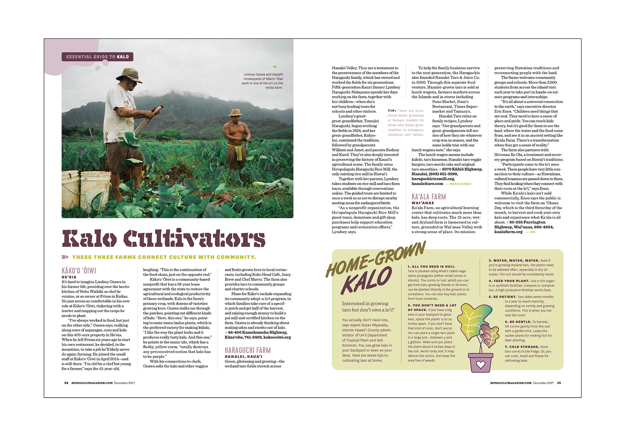 taro feature_0003_honolulu taro feature4.jpg