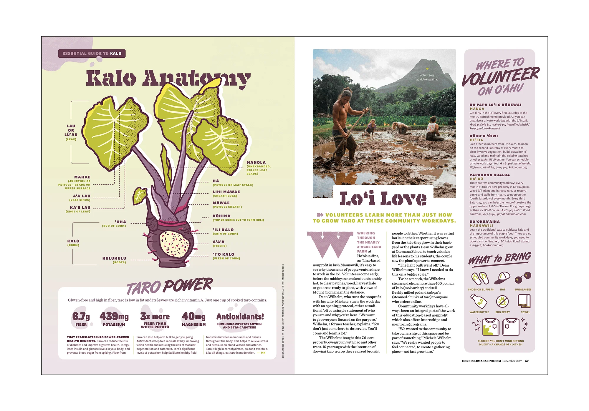 taro feature_0002_honolulu taro feature5.jpg