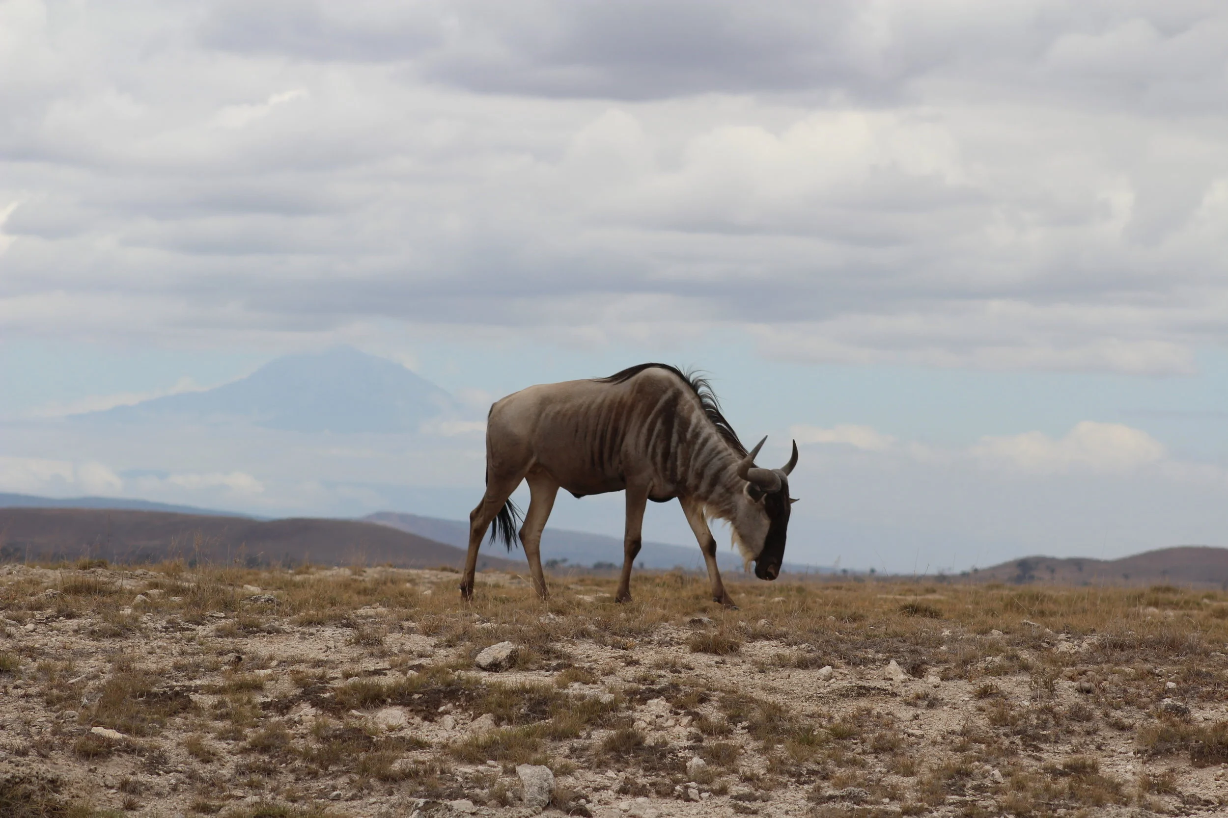 Kenya 2015