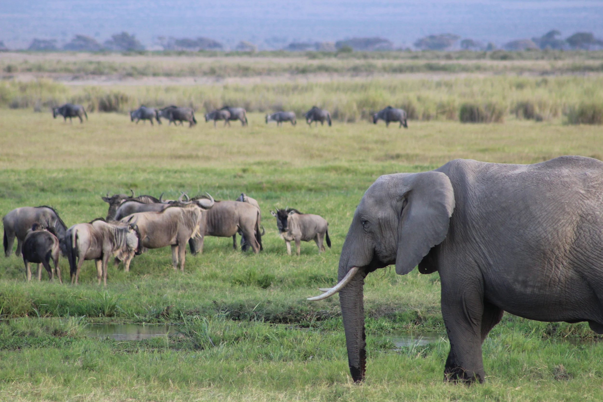 Kenya 2015