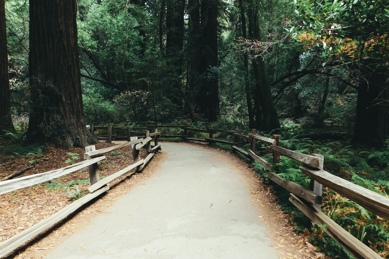 muir+woods+trails.jpg